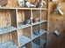 Pigeons badges
