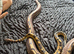 Normal ball python
