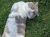 British Shorthair Cross (Scottish Fold)