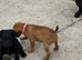 Pups