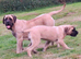 English Mastiff