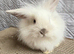 Double Maned Lionhead Babies