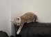 TICA Registered Bengal Kittens – Stunning Colours(3 left)
