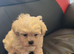 Adorable Shichon puppies for sale-Teddy bear dogs