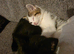 2x kittens