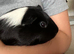 2 male guinea pigs