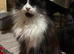 Female cat