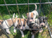 Jack Russell puppies for sale