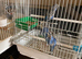 2 Blue male budgies for sale hi.