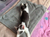 7 months old kitten