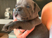 4 Beautiful boy Staffordshire bull terrier