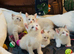 5 cross ragdoll