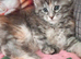 Maine Coon kittens 2 left. Ready Now