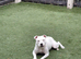 White&blue staffy