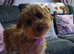 cockapoo