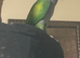 Male Derbyran parrot