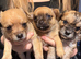 Pomchi puppies