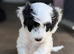 READY NOW cockapoo pups