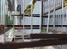 Goldfinch mule
