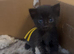 REFUCED Long hair kittens