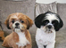 5 BEAUTIFUL SHI TZU PUPPIES