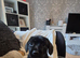 Pekingese x mini dachshund