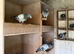 Pigeons