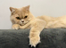 British Longhair