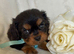 Beautiful Cavalier King