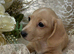 Miniature Dachshund Puppy