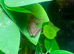American green tree frog