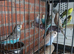 Budgies for sale