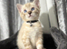 Beautiful Bengal Kittens Looking for Their Forever Homes.