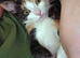 Female kitten