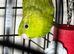 Baby parakeets