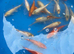 young koi for sale