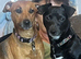 Jack Russle Puppies