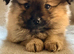 Pomeranian boys looking for loving family