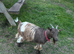 Registered yearling Pygmy nanny