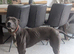 Very reluctant rehoming of my whippet bull mix