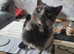 Russian blue female cat