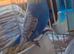 Budgies