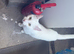 Leo - Turkish angora mix domestic tuxedo.