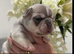 Puppy’s for sale