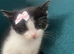 beautiful kittens
