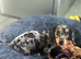 Dapple boy mini dachshund