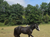 Super Cob Colt 13mths old