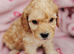 1 beautiful girl left Miniature cockapoo puppies