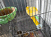 Bonded pair canaries
