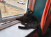 Beautiful Bombay young Cat needs a good home with outdoor space